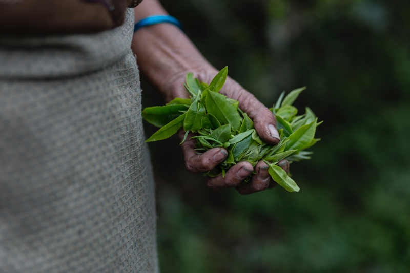 Cueillette des feuilles de thé