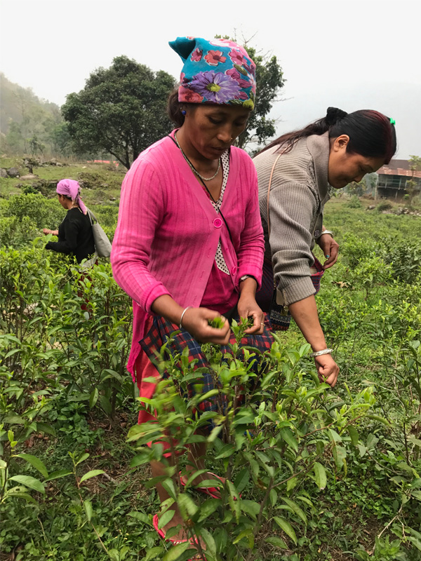 Cueillette du thé, Yanki Tea, Darjeeling