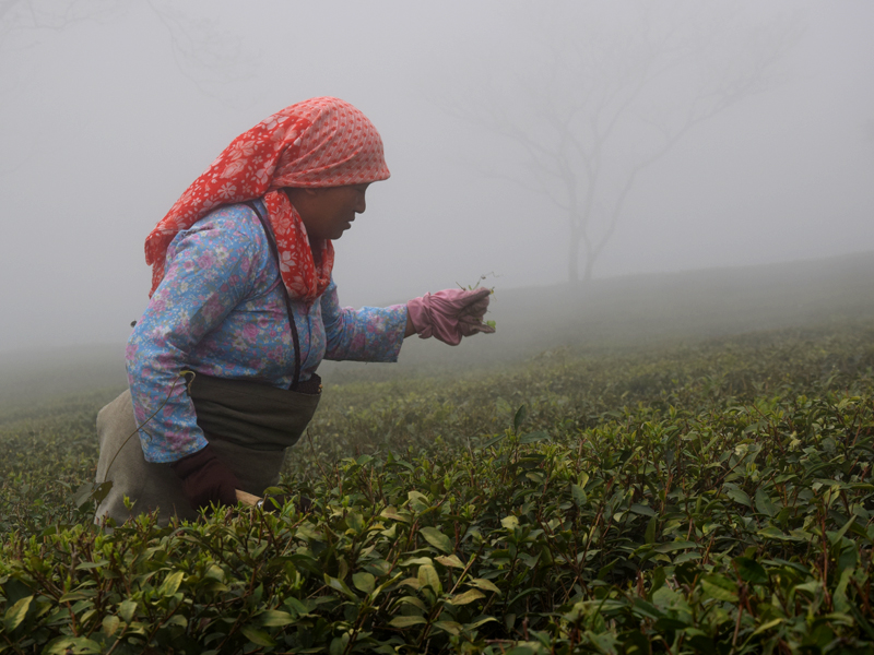 Cueilleuse de thé dans la brume