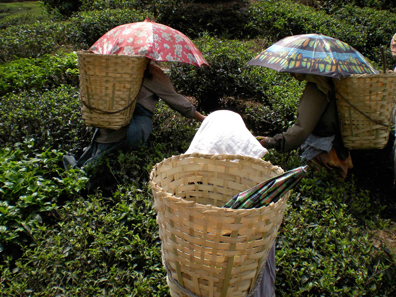 Cueilleuses de thé à Darjeeling