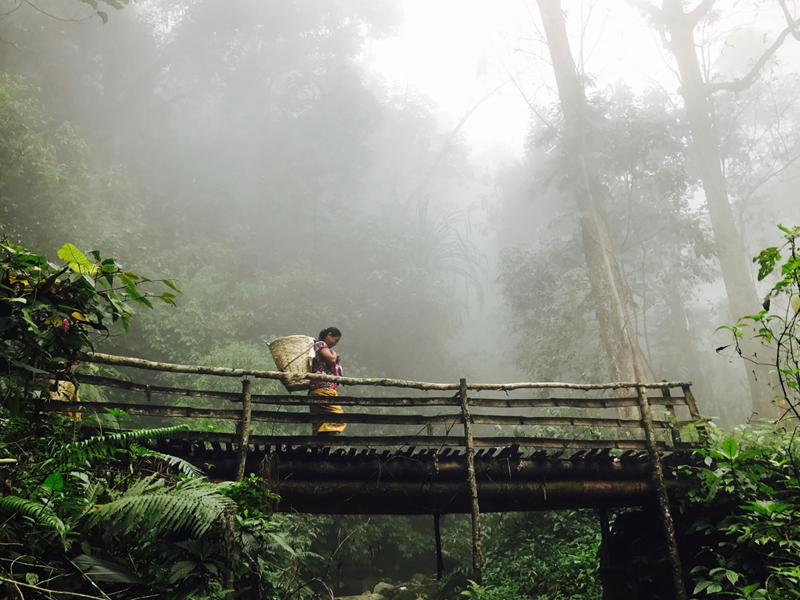 Dans la brume de Darjeeling