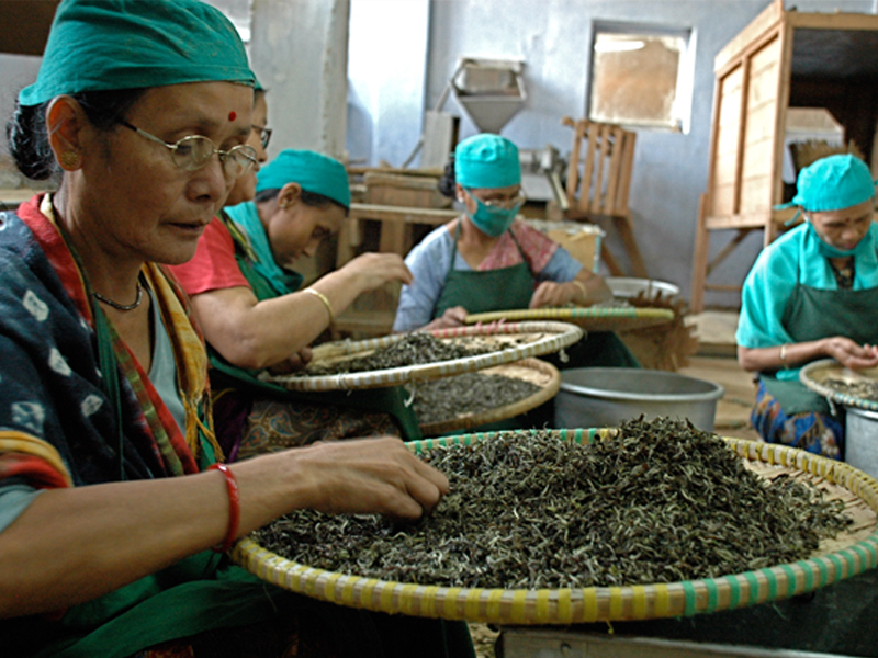 Tri des feuilles de thé à Darjeeling