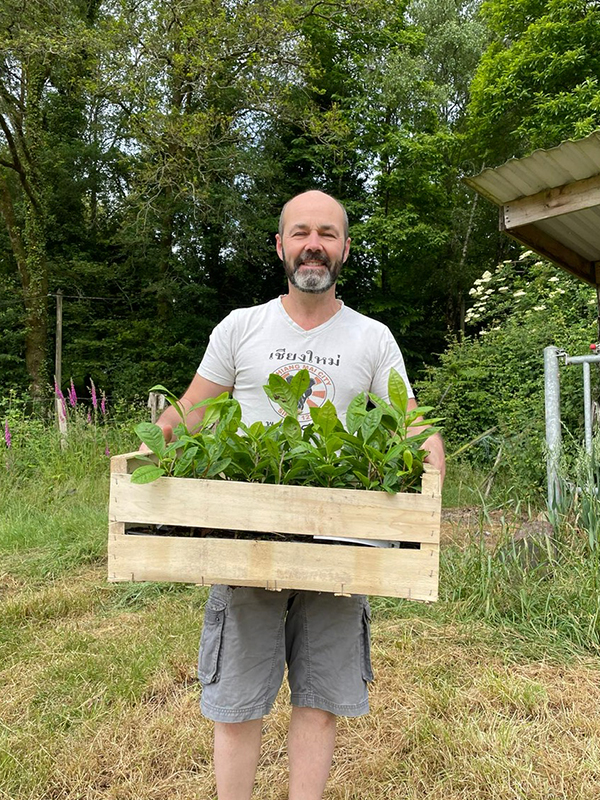 Jeunes plants de théiers