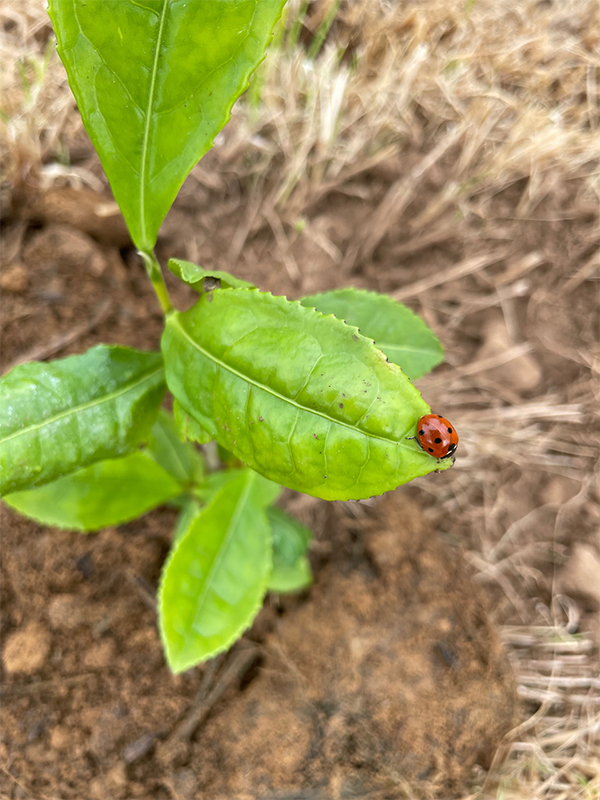 Biodiversité dans notre champ de thé