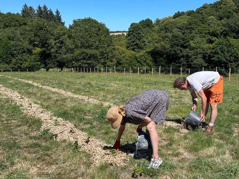 Le paillage, indispensable pour garder la fraîcheur