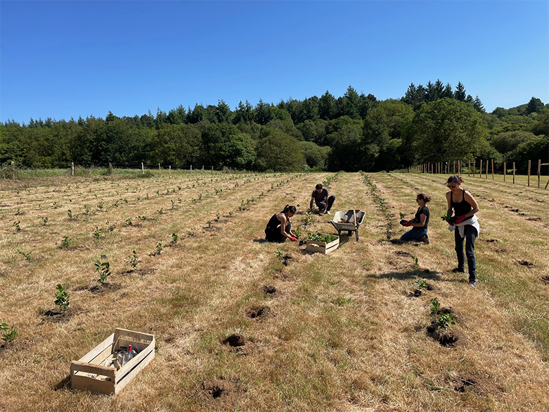 Plantation de thé en Bretagne L'Autre Thé