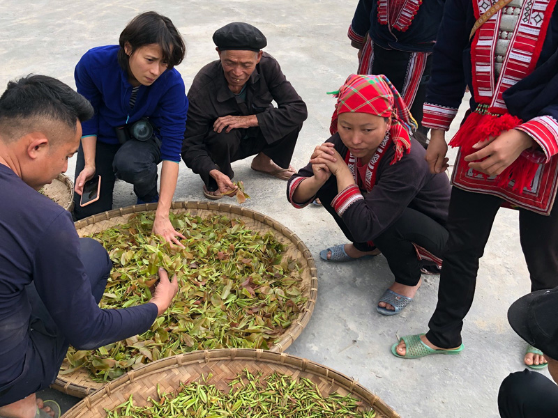 Réception des récoltes de thé - Vietnam