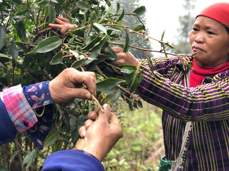 Cueilleuses de thé - Vietnam