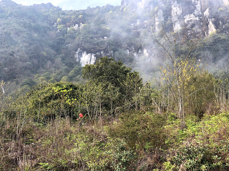 Théiers en pleine forêt - Vietnam