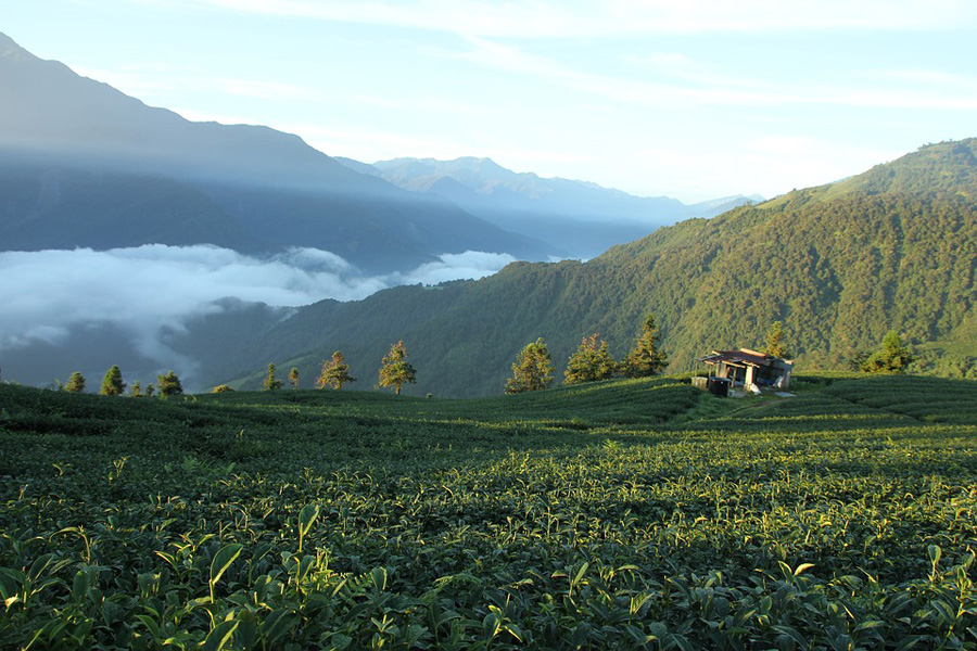Plantation de thé au sud-est de la Chine