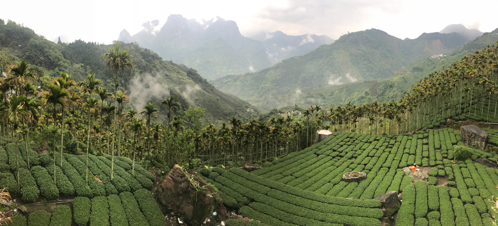 Plantation de thé à Taïwan