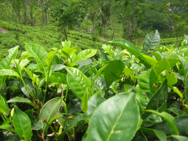 Le théier est une plante de la famille du camélia 