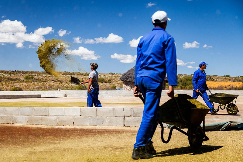 Producteurs de rooibos