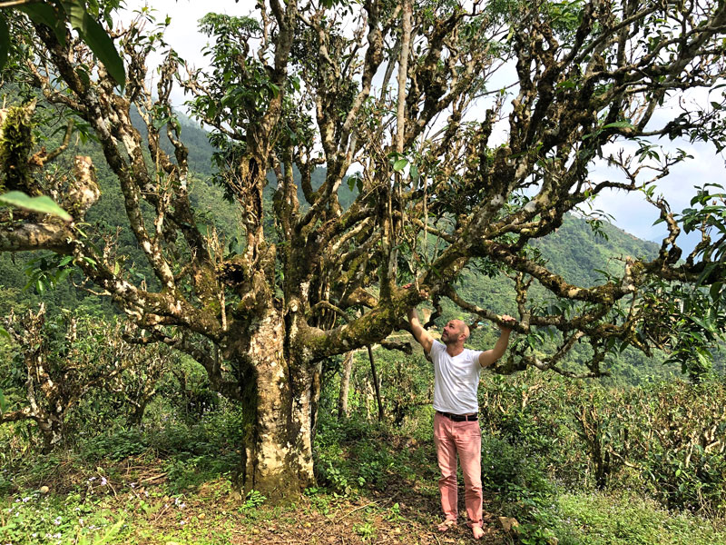 These tea trees are huge!!