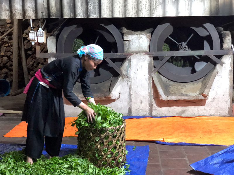 La récolte de thé vert bio pour notre Jasmin Impérial