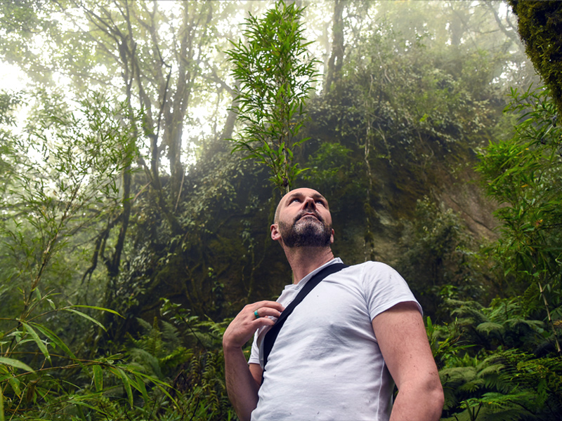 Dans la forêt