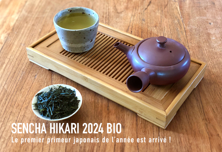 Nouveau Sencha Hikari 2024