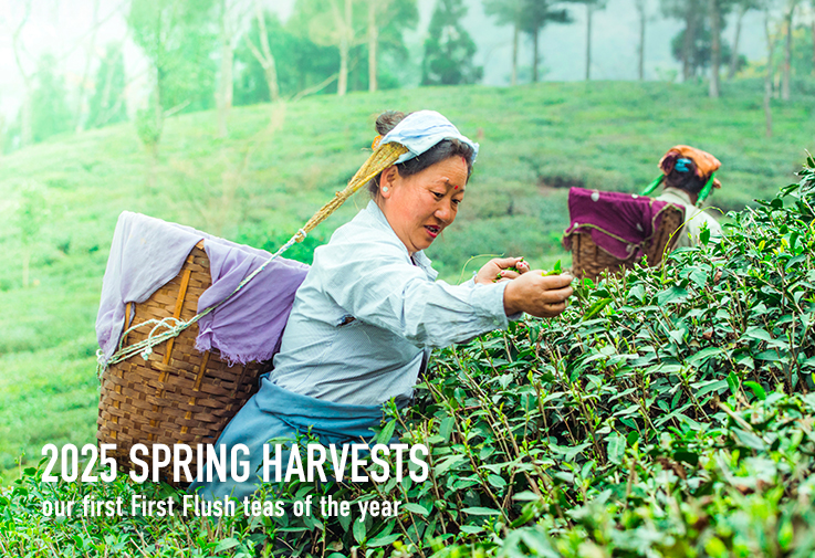 New 2025 First Flush teas