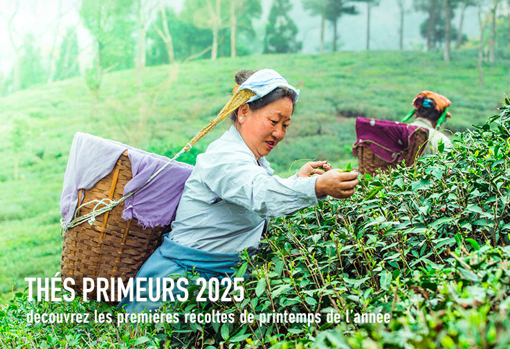 Thés primeurs 2025