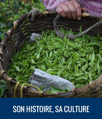 Histoire et culture du thé