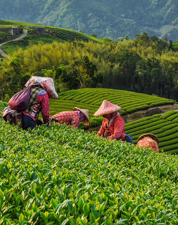 The New Art Of Chinese Tea - Epicure Vietnam