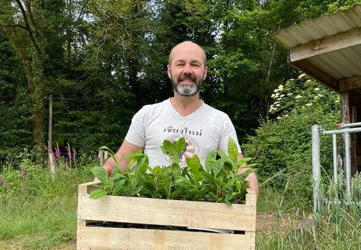 Notre plantation de thé en France !