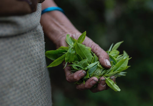 Darjeeling : aux sources du « champagne du thé » Darjeeling : aux sources du « champagne du thé »