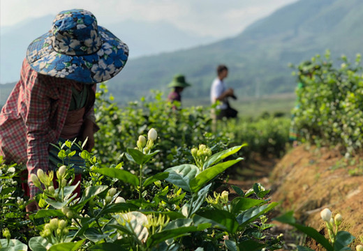 VIETNAM : l’enfleurage du thé au jasmin VIETNAM : l’enfleurage du thé au jasmin