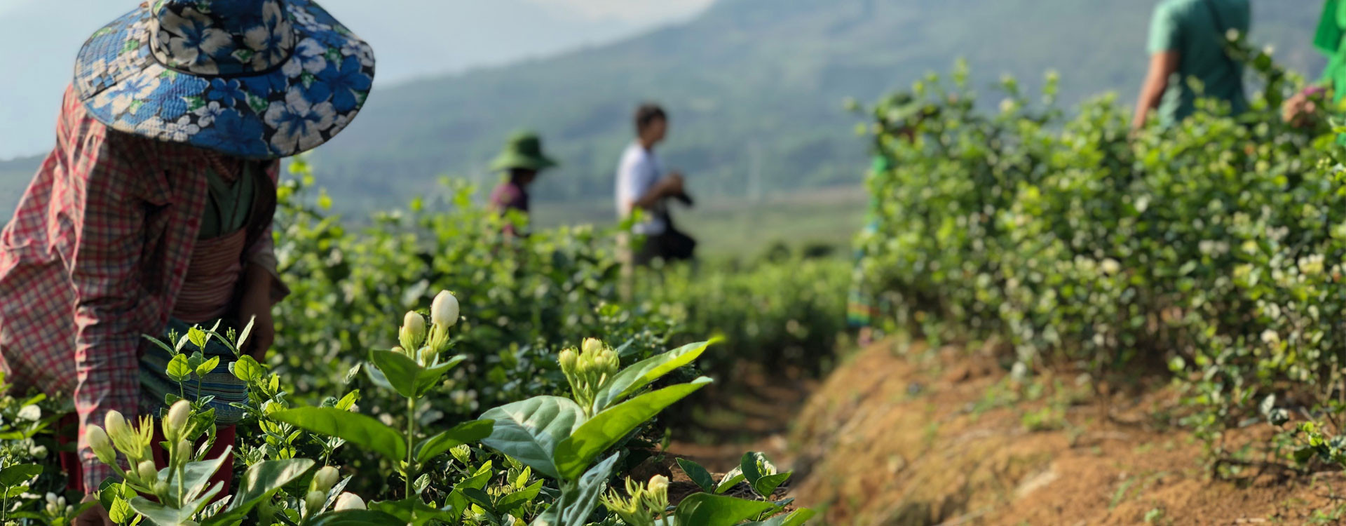 VIETNAM : l’enfleurage du thé au jasmin